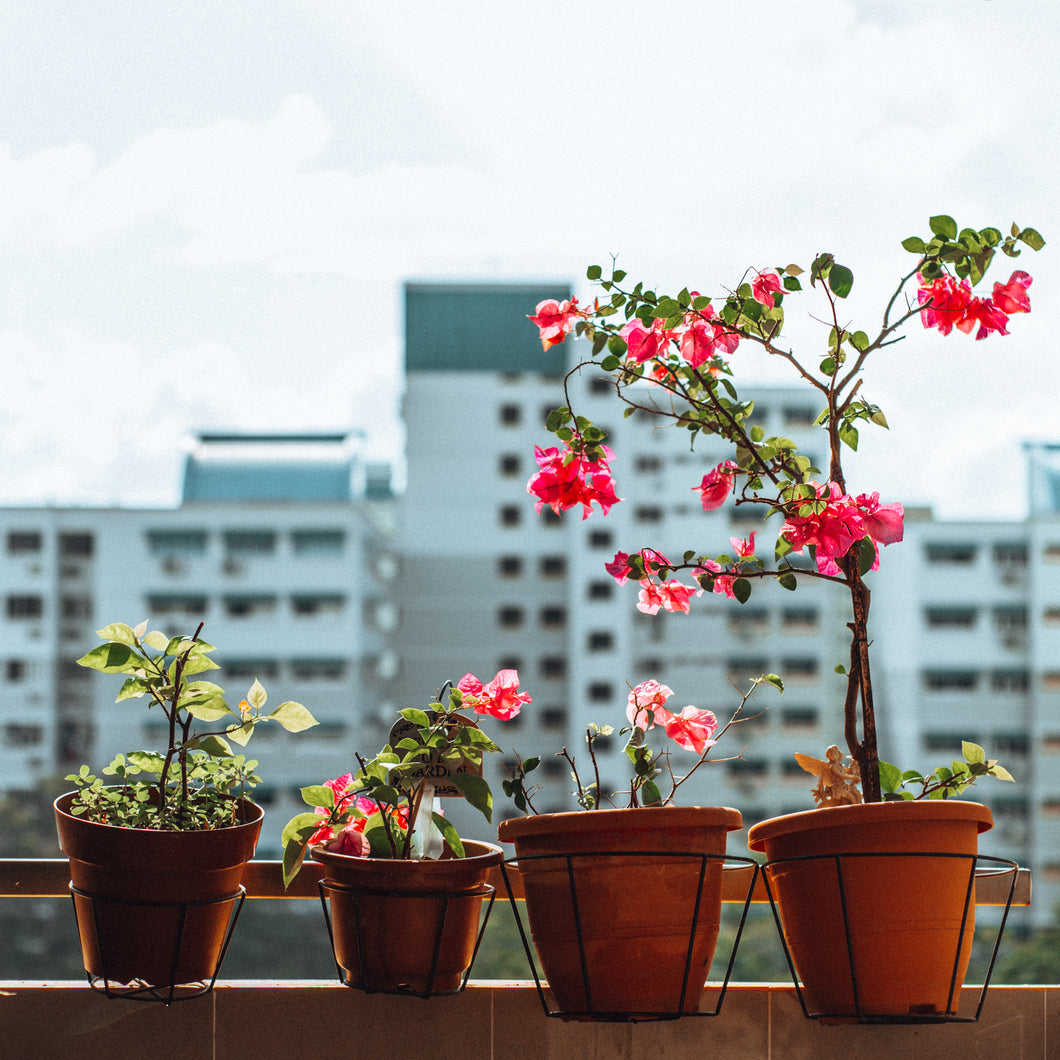 Estate Blooms