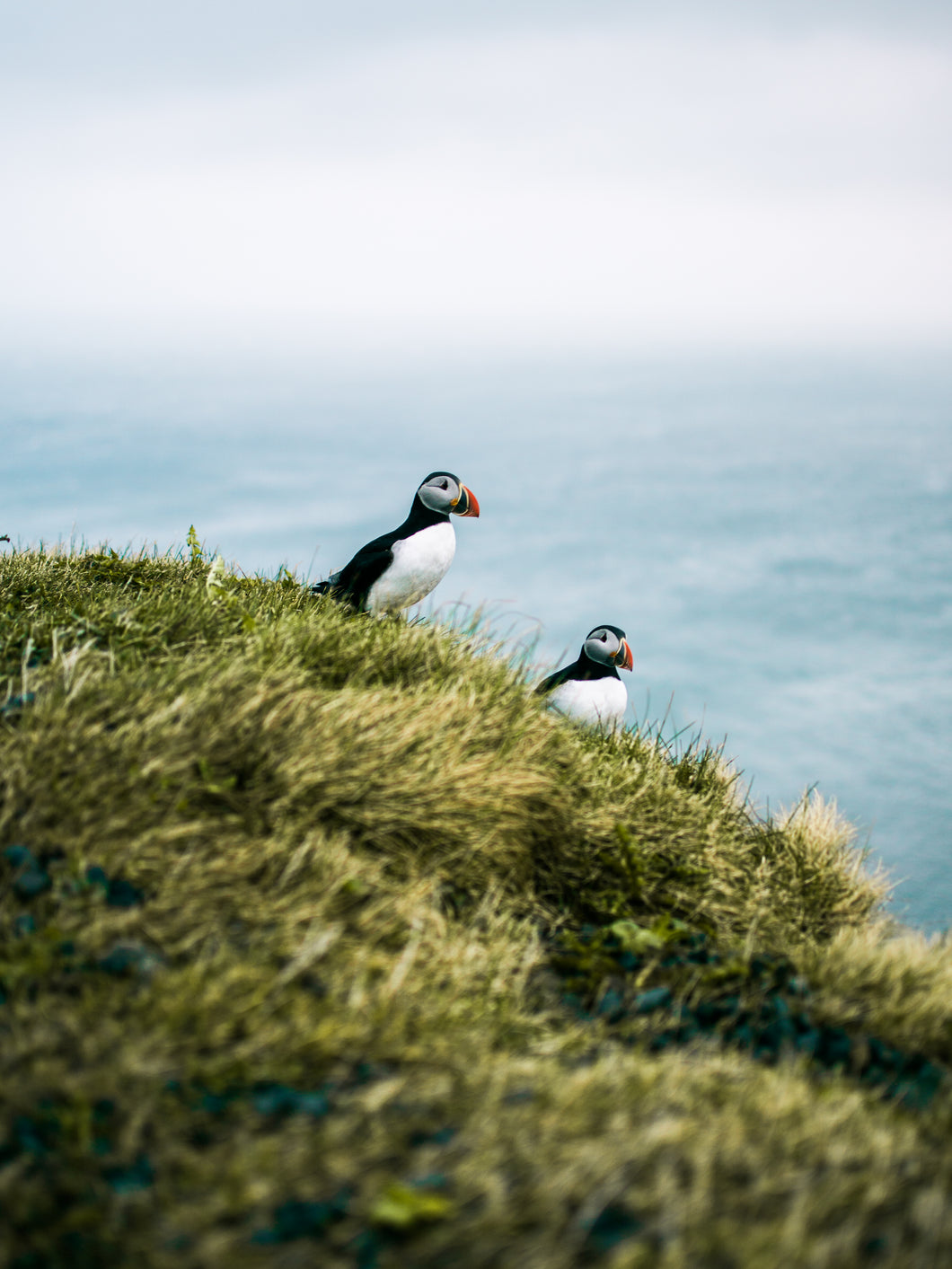 Puffin Hangs